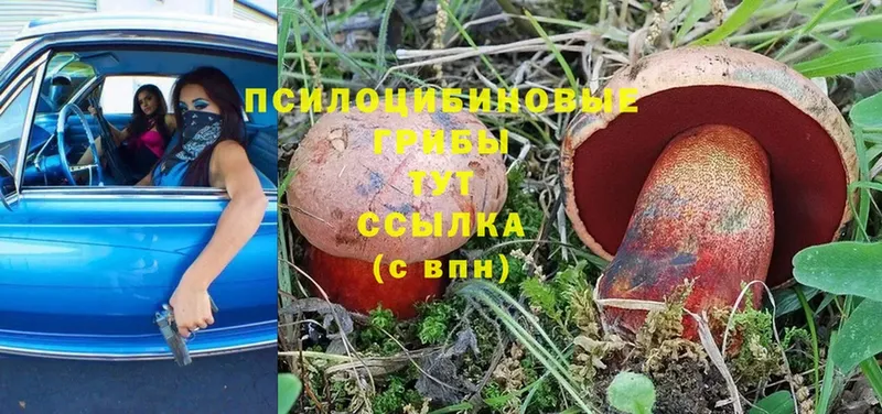 закладки  Чкаловск  Галлюциногенные грибы Psilocybe 